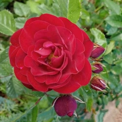 Роза КОРДУЛА флорибунда в Чите