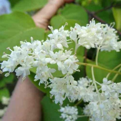 Сирень АМУРСКАЯ в Чите