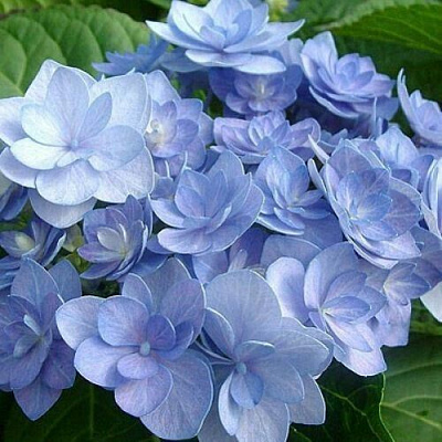 Голубая в Чите