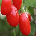 Годжи (чудо-ягода) в Чите