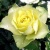 Роза ЛИМБО (ДОЛЛАР) чайно-гибридная  в Чите