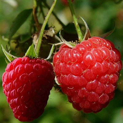 Кустовая в Чите