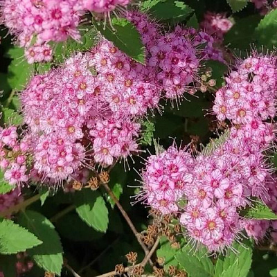 Принцесс в Чите