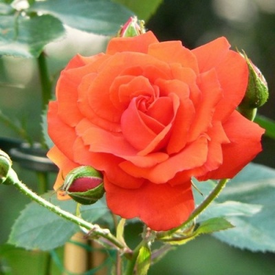 Роза АНЖЕЛИКА чайно-гибридная  в Чите