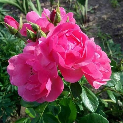 Роза АНГЕЛА флорибунда в Чите