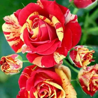 Роза ФАЙЕР ФЛЕШ спрей в Чите