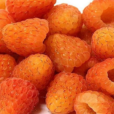 Оранжевая в Чите