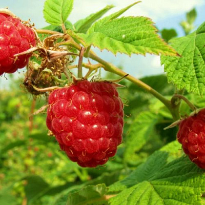 Бесшипная в Чите