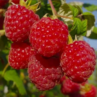 Ранняя в Чите