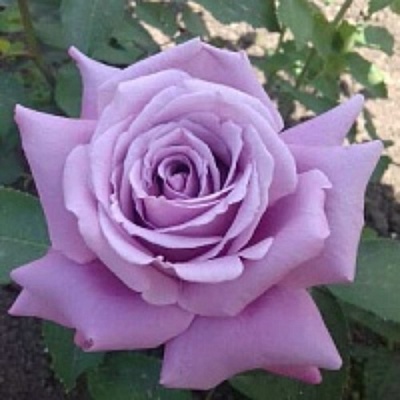 Роза МАЙЗЕР чайно-гибридная  в Чите
