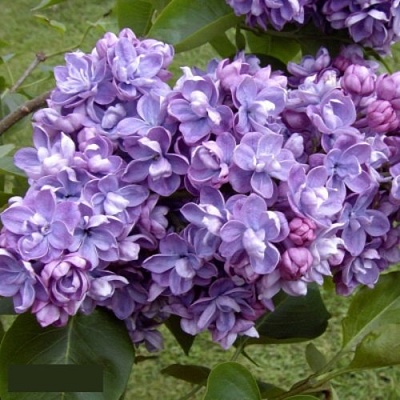 Сирень АМИ ШОТТ в Чите