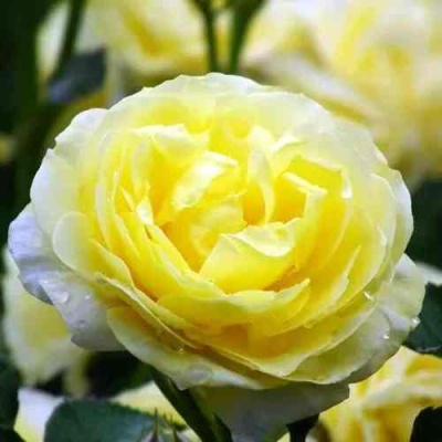 Роза КОМТЕСС ДЮ БАРИ флорибунда  в Чите