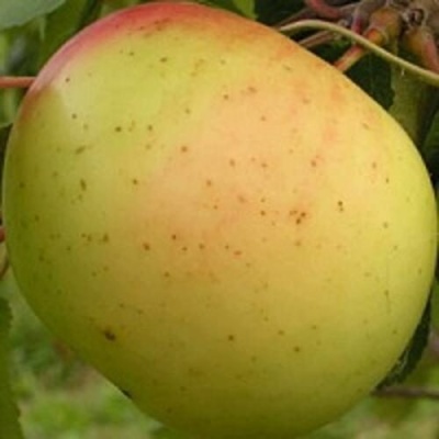 Яблоня БАНАНОВОЕ в Чите