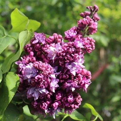 Сирень МАРШАЛ МАЛИНОВСКИЙ в Чите