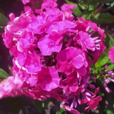 Флокс БАМБИНИ ДИЗАЙР метельчатый в Чите