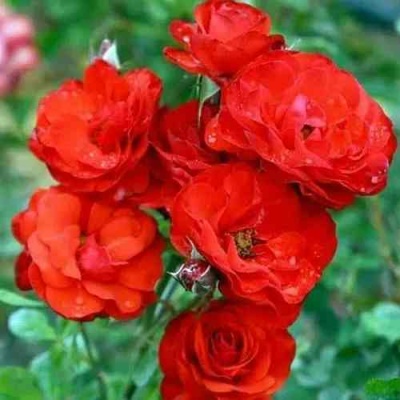 Роза ФАЙЕР КИНГ спрей  в Чите