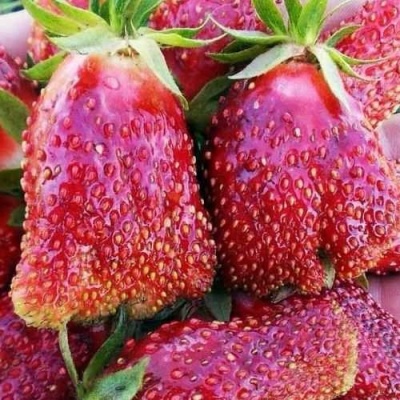 Клубника КУПЧИХА в Чите