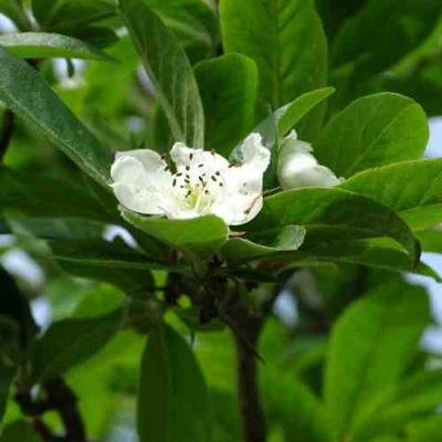 МУШМУЛА  в Чите