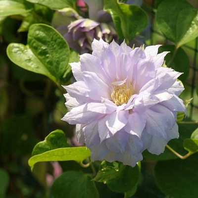 Клематис БЕЛЬ ОФ ВОРКИНГ в Чите