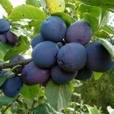 Слива КРОМАНЬ в Чите