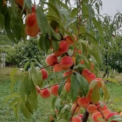 Персик ВУЛКАН в Чите