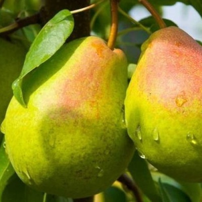 Груша ФЛЕЙТА в Чите