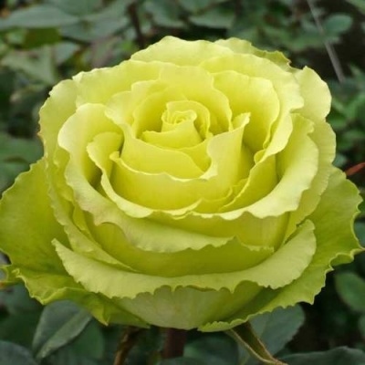 Роза ЛИМБО (ДОЛЛАР) чайно-гибридная  в Чите