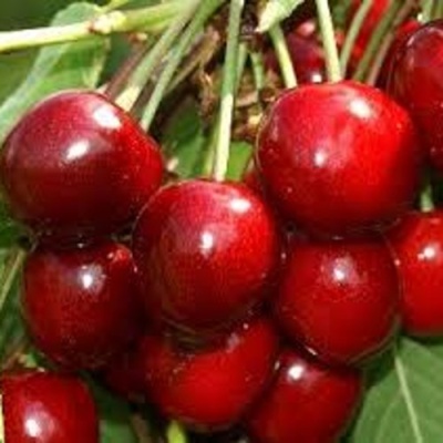 Черешня МИНЧАНКА в Чите