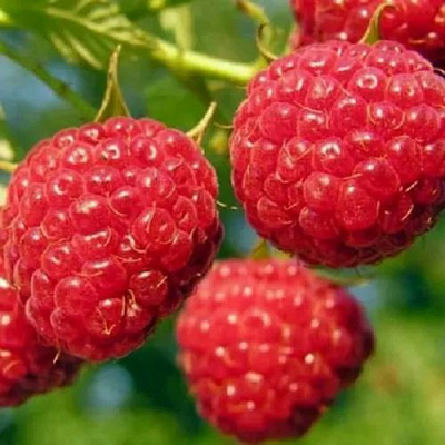 Поздняя в Чите