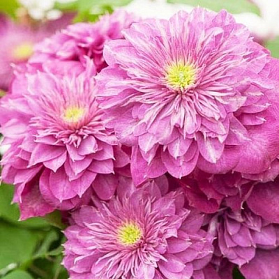 Клематис КАЙЗЕР в Чите