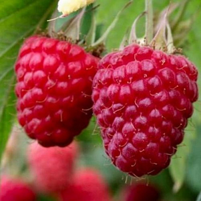 Средняя в Чите