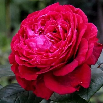Роза 4 ВЕТРОВ флорибунда  в Чите