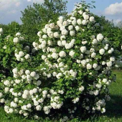 Калина БУЛЬДЕНЕЖ в Чите