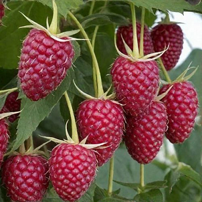 Высокая в Чите