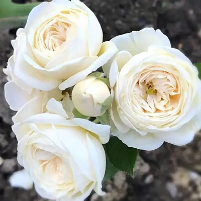 Роза АРТЕМИС шраб в Чите