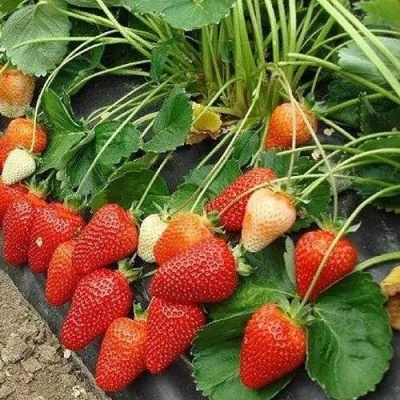 Клубника РОКСАНА в Чите