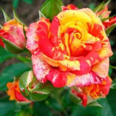 Роза ФАЙЕР ФЛЕШ спрей в Чите