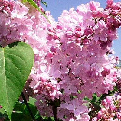Сирень АДЕЛИНА в Чите