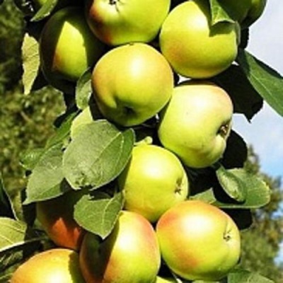 Яблоня БОЛЕРО колонновидная в Чите