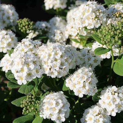 Березолистная в Чите