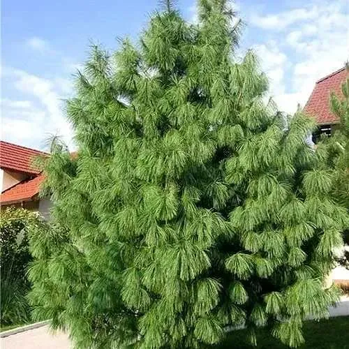 Сосна гриффита в Чите