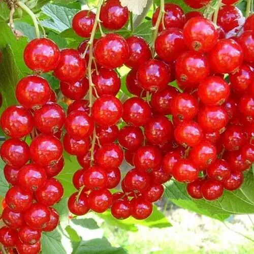 Смородина красная ФЕРТОДИ в Чите