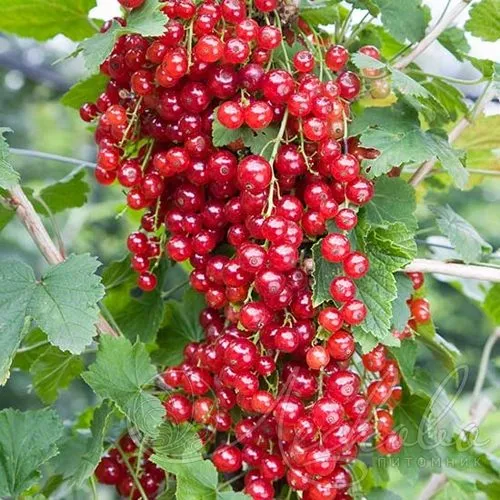 Смородина красная РЕД ЛЕЙК в Чите