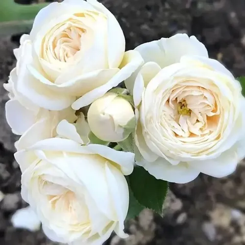 Роза АРТЕМИС шраб в Чите