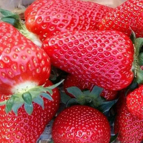 Клубника АМИ в Чите