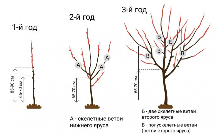 Основные правила обрезки саженцев плодовых деревьев.